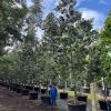 Tabebuia Bahamensis White Tabebuia 200gal