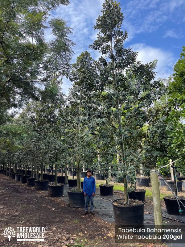 Tabebuia Bahamensis White Tabebuia 200gal