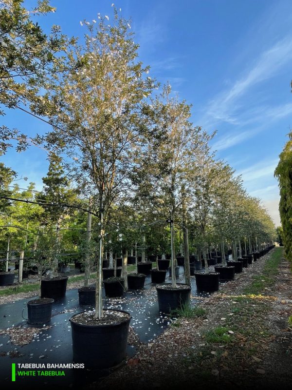 Tabebuia Bahamensis - White Tabebuia