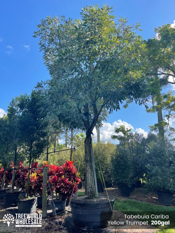 Tabebuia Caraiba - Yellow Trumpet - 200 gal