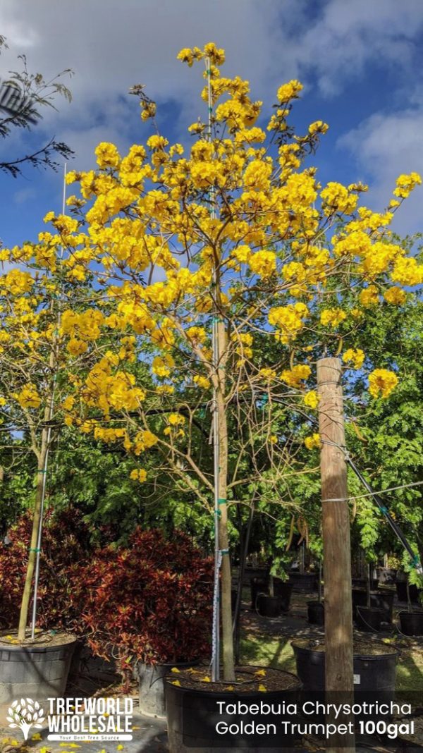 Tabebuia Chrysotricha -Golden Trumpet -100gal