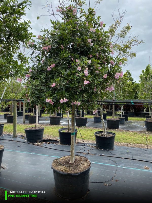 45 Gal - Tabebuia Heterophylla - Pink Trumpet Tree