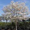 Tabebuia Roseoalba White Ipe