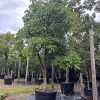 Tabebuia Roseoalba -White Ipe- 200gal