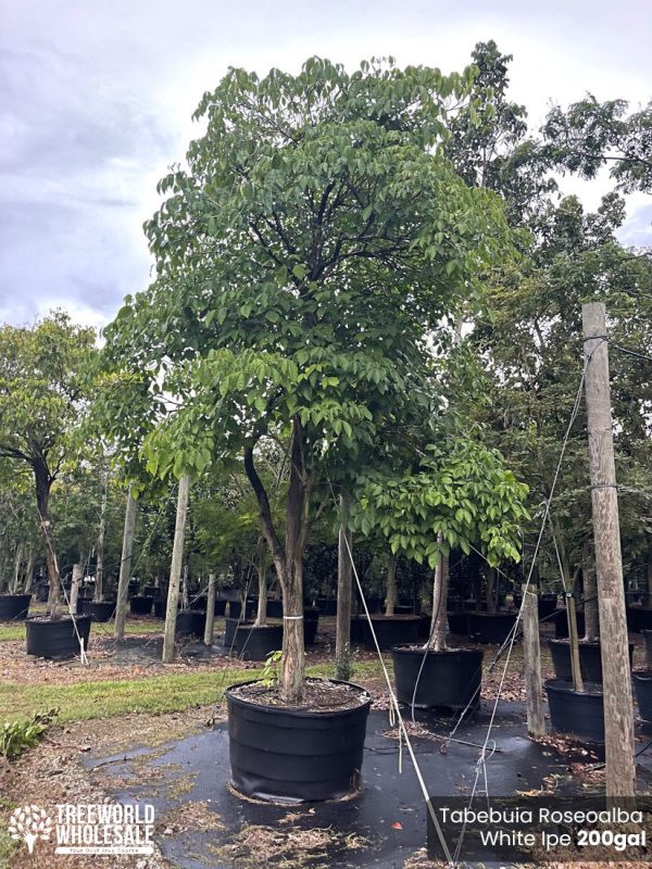 Tabebuia Roseoalba -White Ipe- 200gal