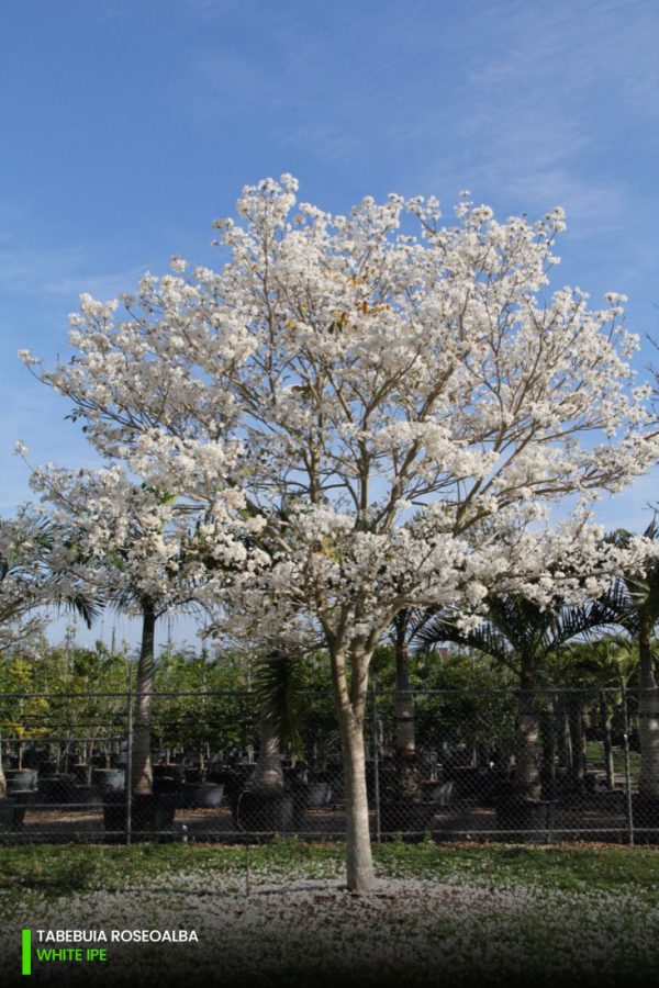 Tabebuia Roseoalba White Ipe