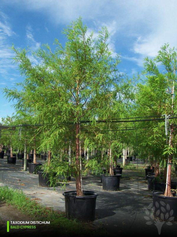 Taxodium Distichum - Bald Cypress