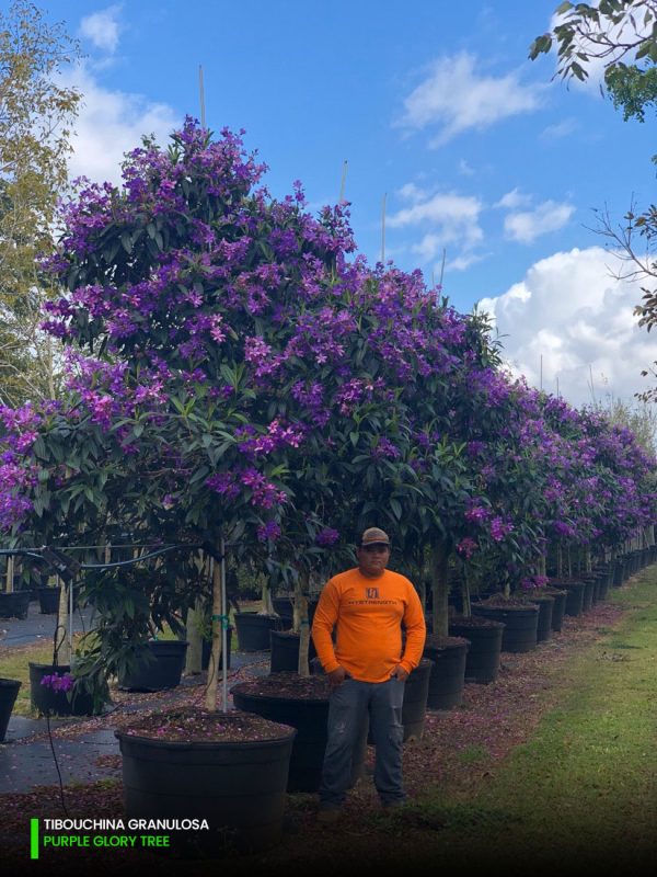 100 Gal - Tibouchina Granulosa - Purple Glory