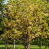 Zanthoxylum flavum (Satinwood)
