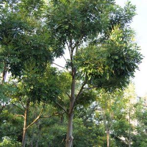 Paradise Tree. Simarouba Glauca For Sale in Florida | Treeworld Wholesale