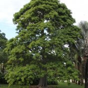 Adansonia Digitata - African Baobab Tree for Sale Florida | Treeworld ...