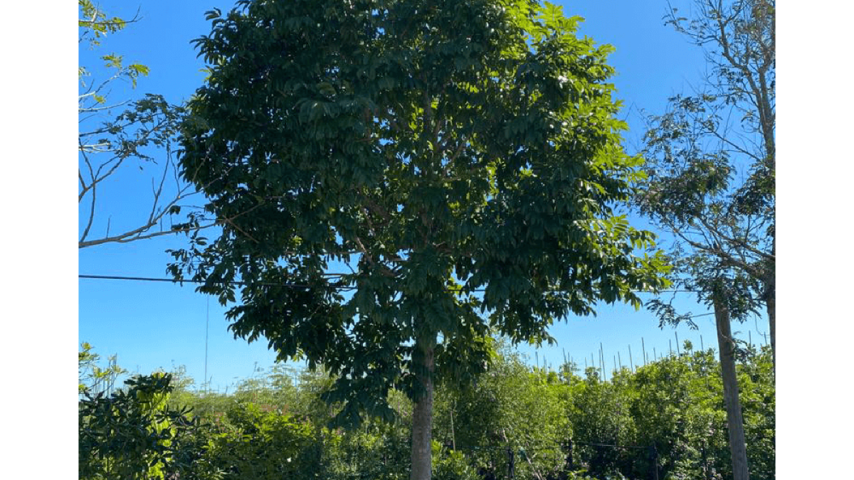 インドキノキ Andira Inermis - Cabbage Bark Tree for Sale Florida | Treeworld