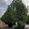 canella winterana -cinnamon bark