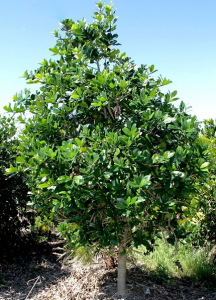 Capparis Flexuosa | Treeworld Wholesale