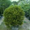 codiaeum-variegatum-croton-gold-star