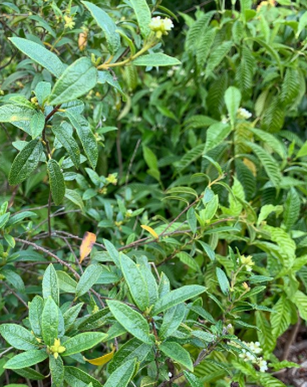 Cordia bahamensis | Treeworld Wholesale