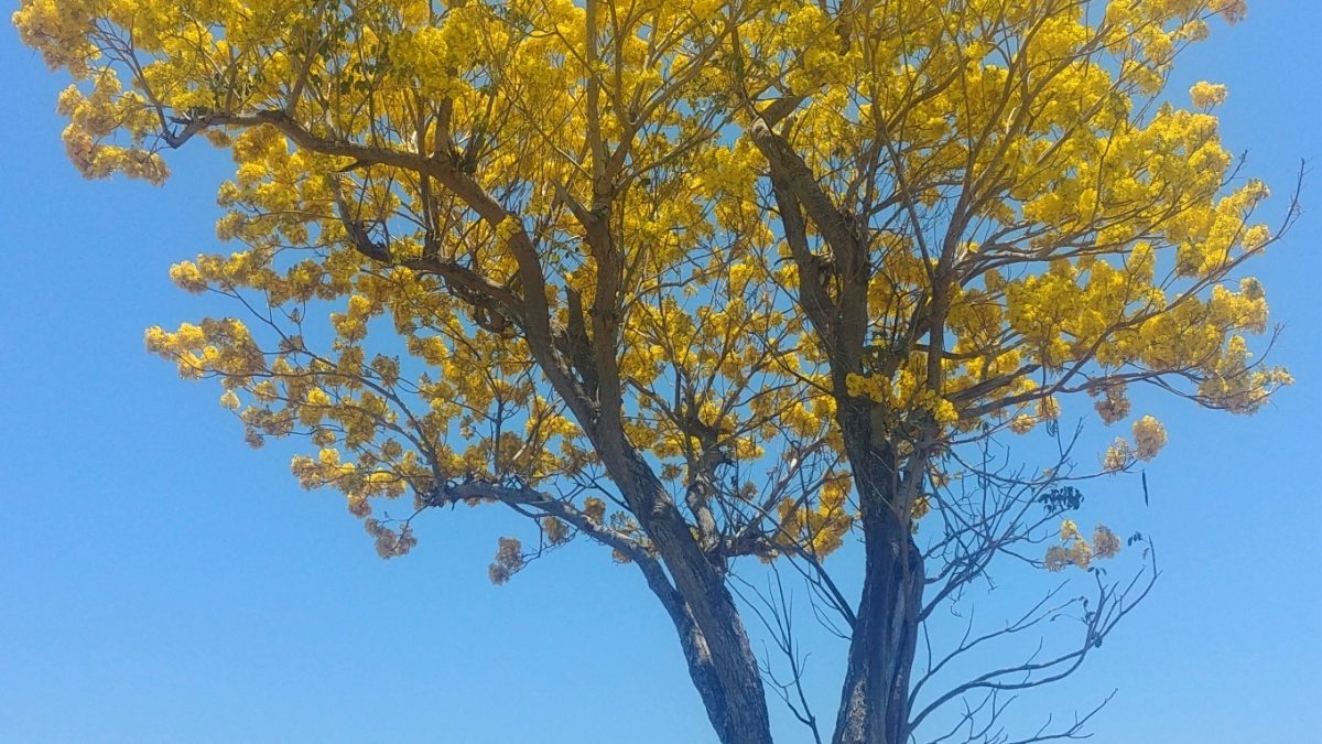 Tabebuia donnell-smithii (Handroanthus)