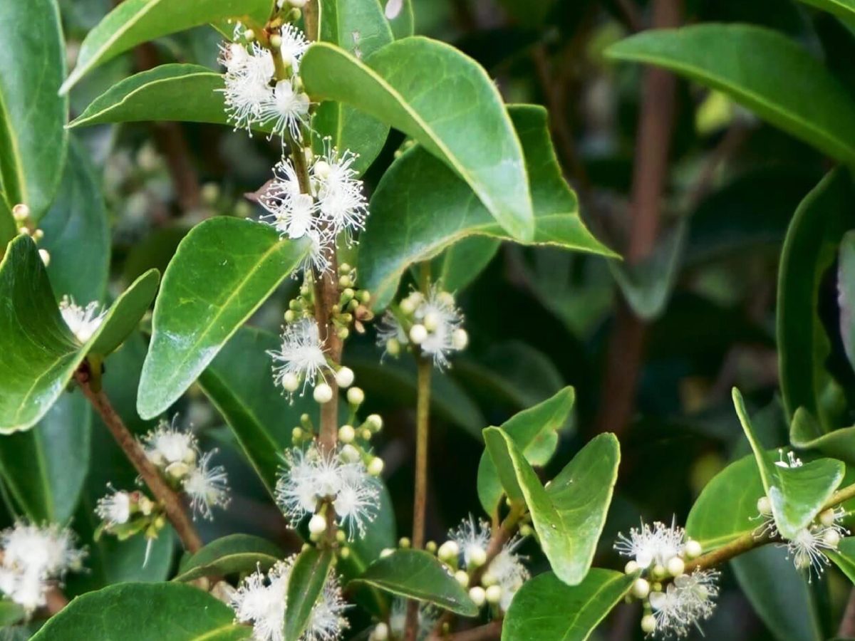 eugeniaaxillarisleaves_flowers