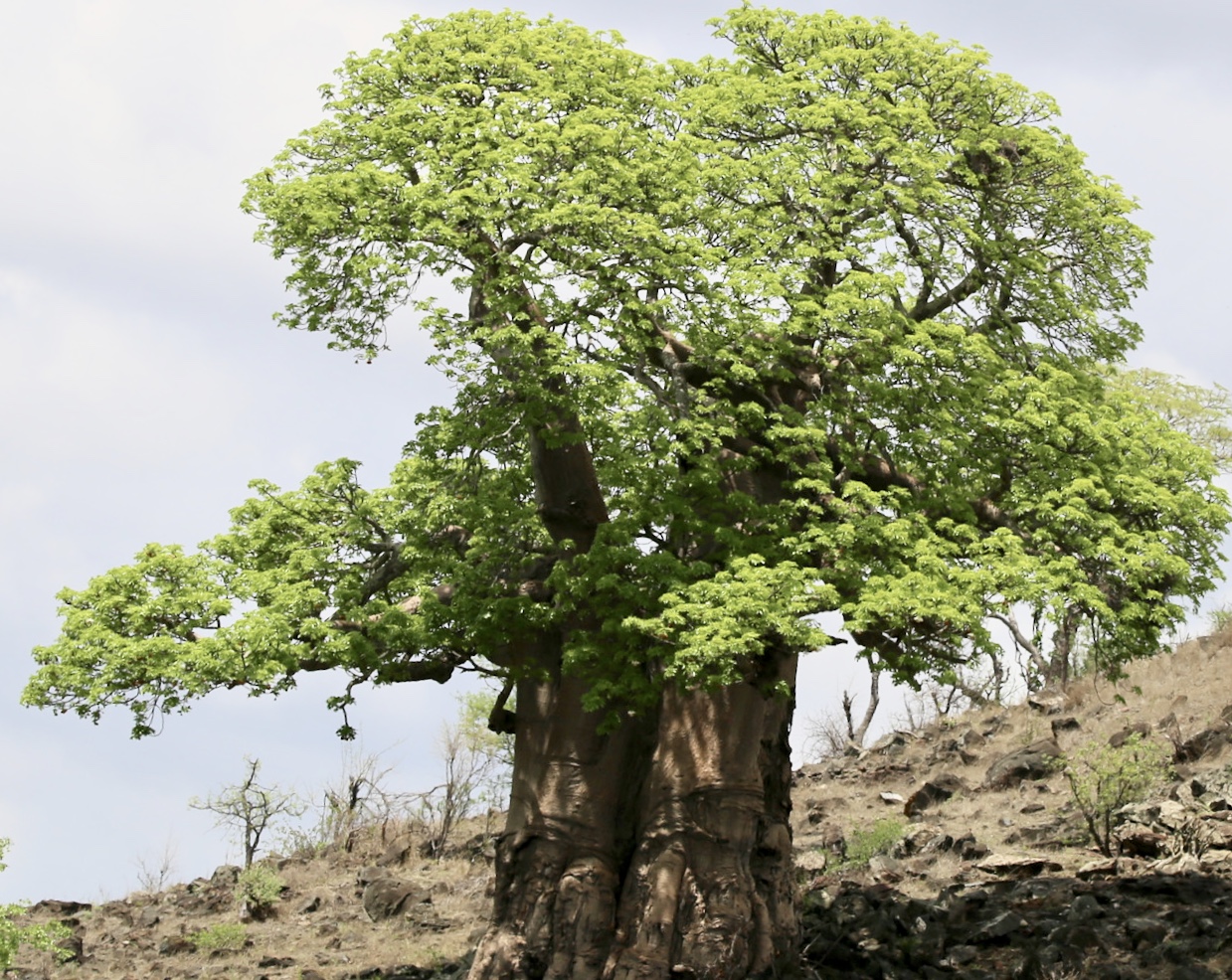 Adansonia Digitata African Baobab Tree For Sale Florida Treeworld