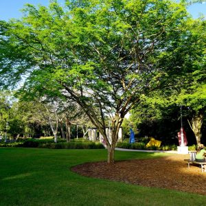 Bridal Veil Caesalpinia granadillo at TreeWorld