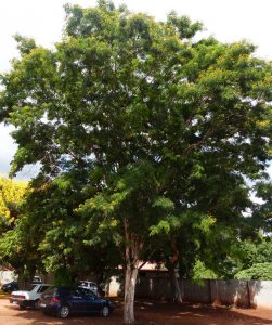 Caesalpinia Ferrea: Leopard Tree For Sale | Treeworld Wholesale