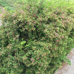 Malpighia Emarginata Buy Barbados Cherry Tree Treeworld Wholesale