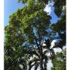 sideroxylon-salicifolium-willow-bustic