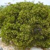 Jacquinia Keyensis (Joewood)