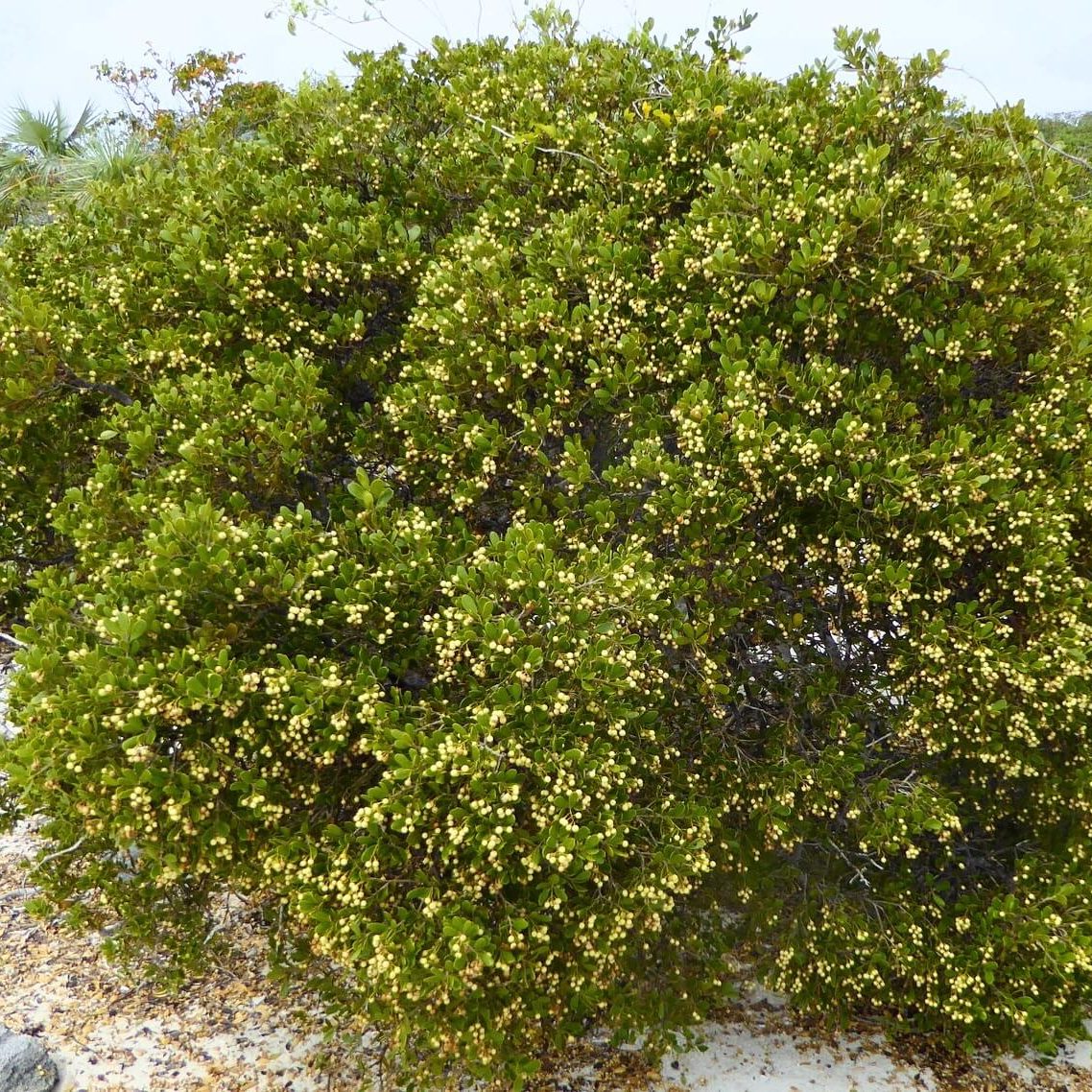 Jacquinia Keyensis (Joewood) Tree for Sale | Treeworld Wholesale