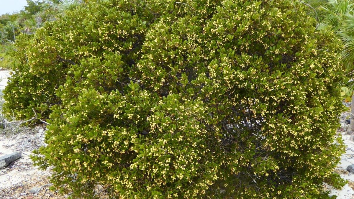 Jacquinia Keyensis (Joewood) Tree for Sale | Treeworld Wholesale