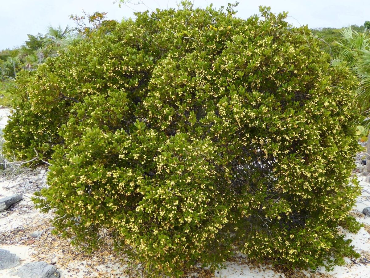 Jacquinia Keyensis (Joewood) Tree for Sale | Treeworld Wholesale