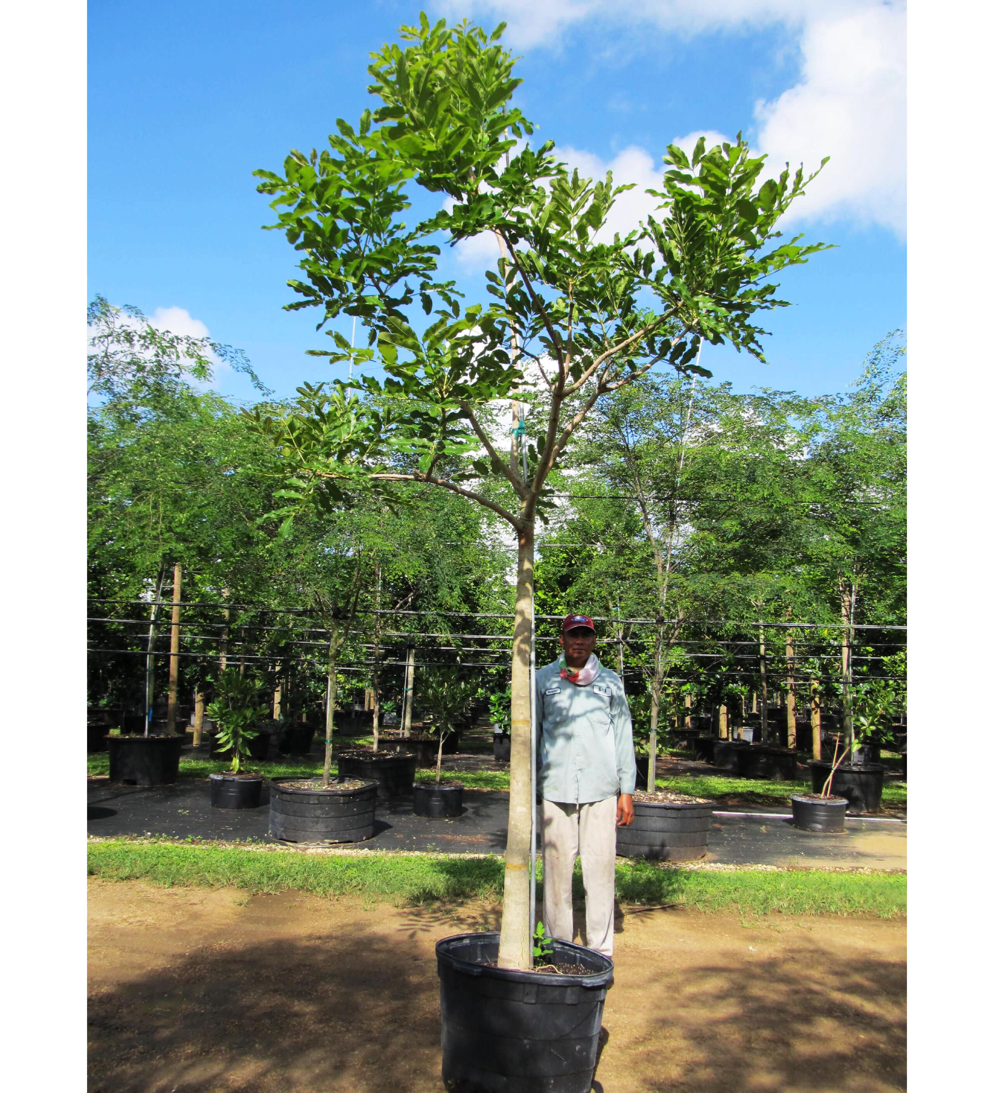 Sausage Trees Now In Stock (Kigelia Africana)  Exotica Tropicals –  Tropical Plants Nursery in Brevard County, Melbourne Florida – Space Coast  Central Florida