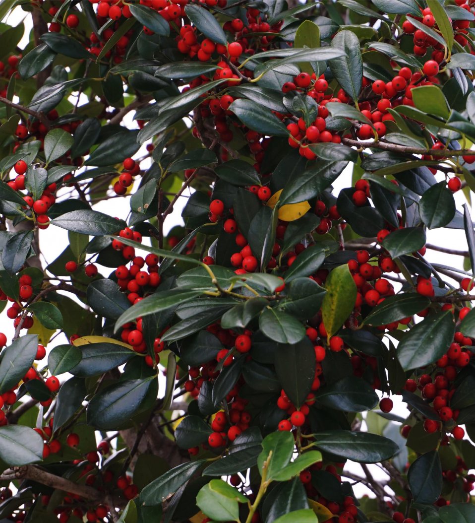 ilex krugiana