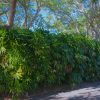 Rhapis excelsa (Lady Palm)