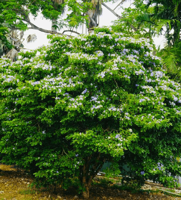 Guaiacum Officinale (Tree of Life)