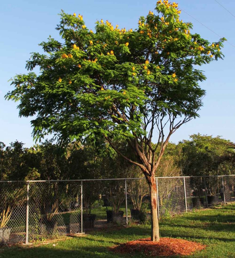 Caesalpinia Peltopheroides | Treeworld Wholesale