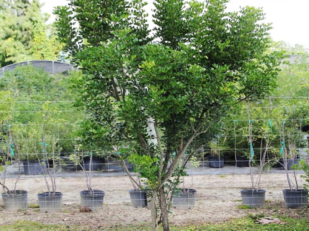 エバーフレッシュ 155cm 10号 S-shaped tree form エバーフレッシュ 143cm8号 S-shaped tree form - メルカリ