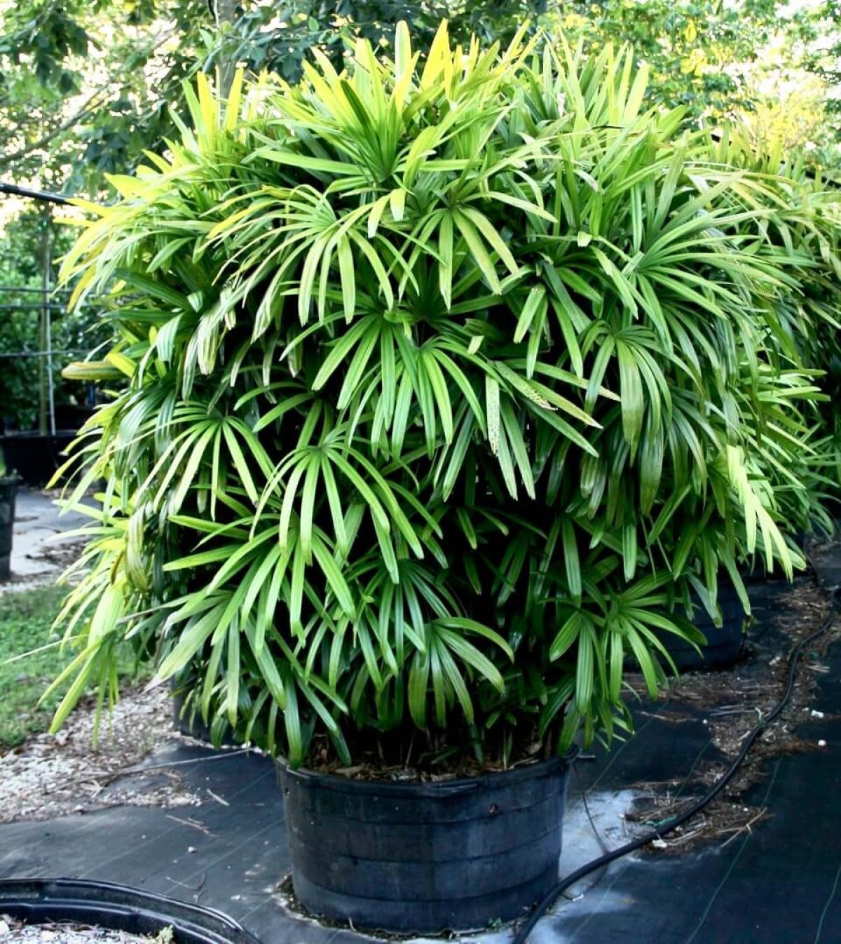 Rhapis Excelsa - Lady Palm Tree for Sale Florida | Treeworld Wholesale