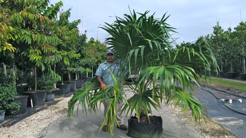 Thrinax Radiata: The Florida Thatch Palm Tree | Treeworld Wholesale