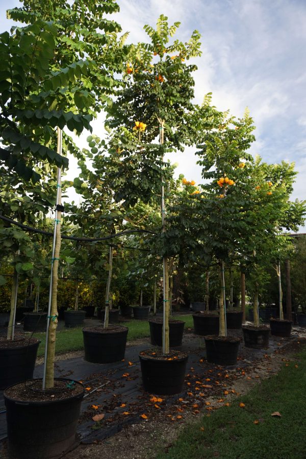 Spathodea Campanulata. African Tulip Tree for Sale | Treeworld