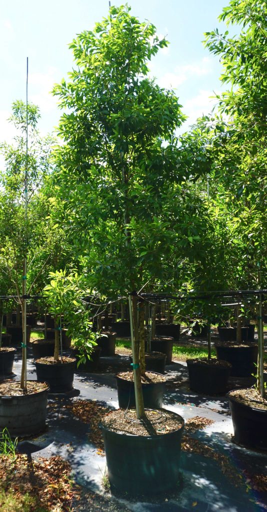 Sideroxylon Salicifolium. Willow Bustic Tree for Sale in Florida ...