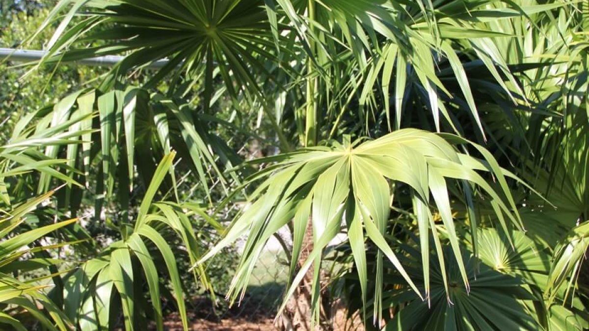 45galIThrinaxradiataMG_0671-3-