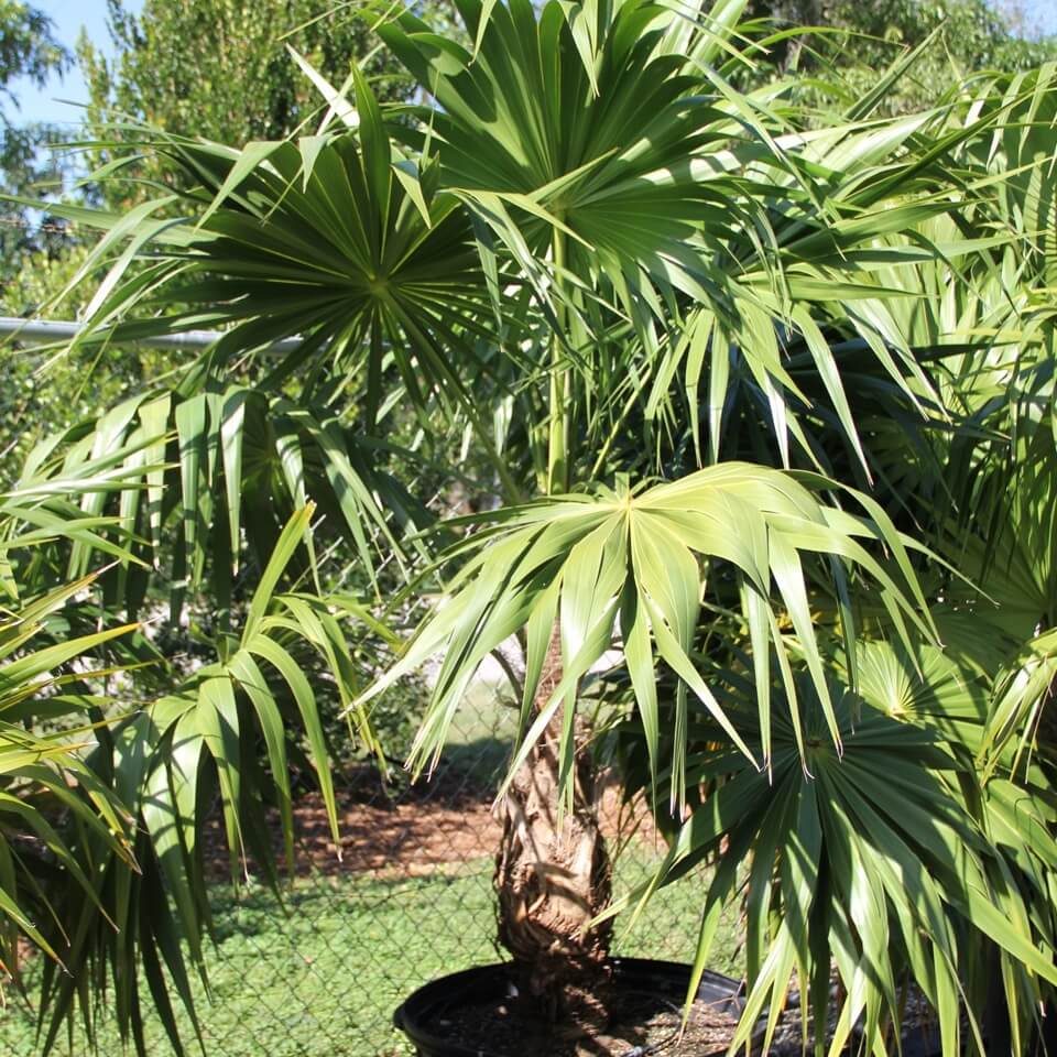 Thrinax Radiata: The Florida Thatch Palm Tree | Treeworld Wholesale