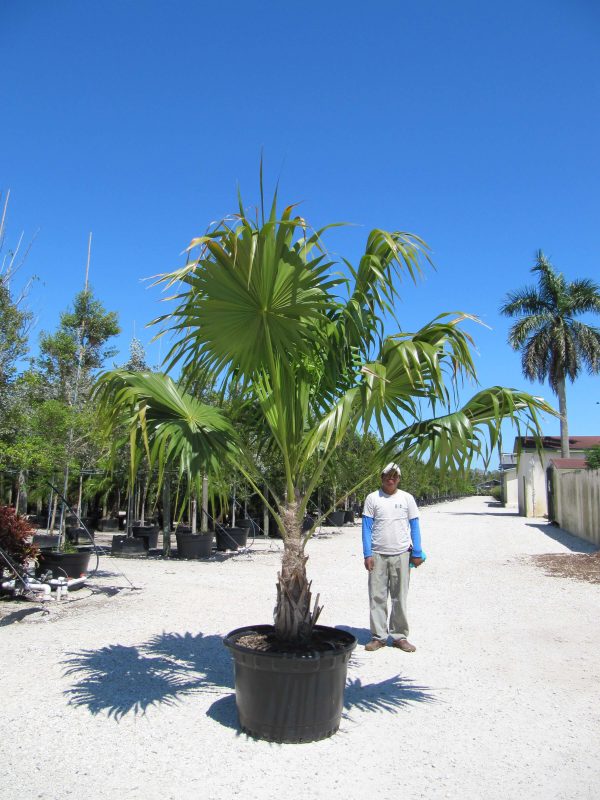 Thrinax Radiata: The Florida Thatch Palm Tree | Treeworld Wholesale