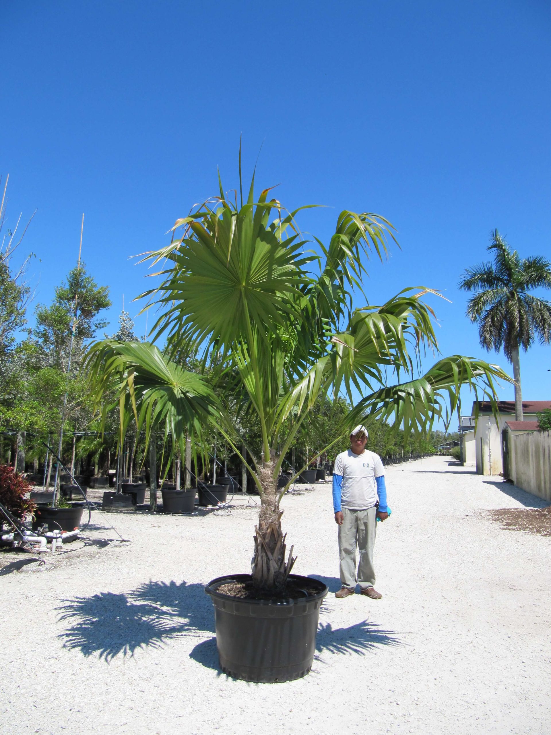 PALMS L WITCH タチウオ　タイラバ Thrinax Radiata: The Florida Thatch Palm Tree | Treeworld Wholesale