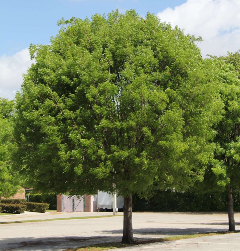 Mahogany Trees Information. All You Need to Know 🌴 | Treeworld Wholesale