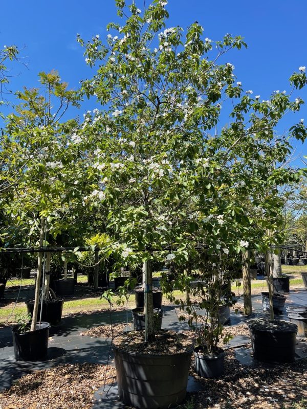 100 Gal - Cordia Boissieri - White Geiger