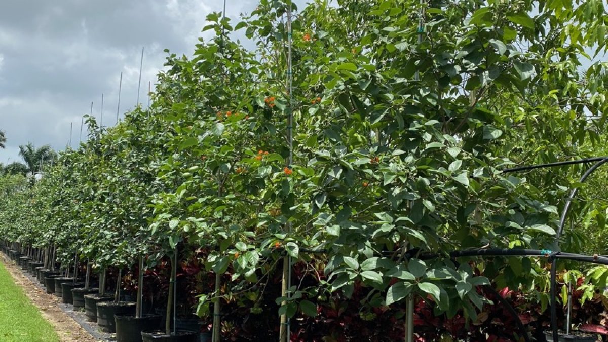 Orange Geiger Tree - Cordia Sebestena for Sale Florida | Treeworld