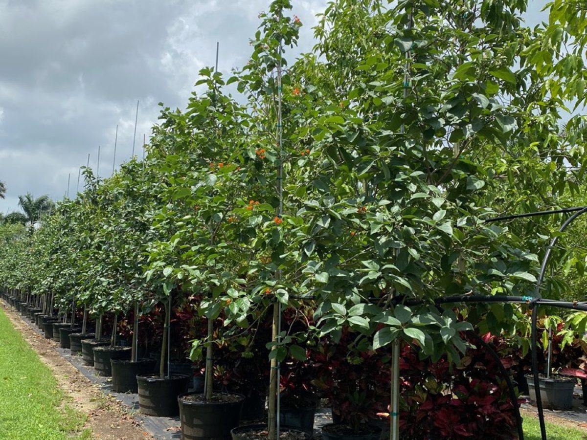 Orange Geiger Tree - Cordia Sebestena for Sale Florida | Treeworld