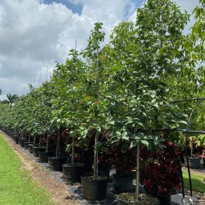 Orange geiger tree for sale in Florida